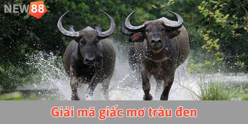 Mơ Thấy Trâu: Giải Mã Ý Nghĩa Và Con Số May Mắn Giải mã chi tiết giấc mơ thấy trâu đen