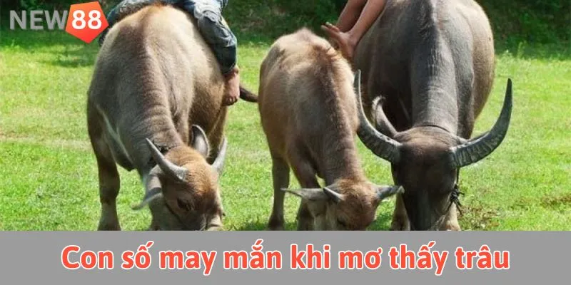 Mơ Thấy Trâu: Giải Mã Ý Nghĩa Và Con Số May Mắn Giấc mơ thấy trâu gắn với con số may mắn nào?