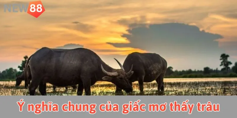 Mơ Thấy Trâu: Giải Mã Ý Nghĩa Và Con Số May Mắn Ý nghĩa khi nằm mơ thấy trâu